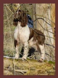 klick to zoom: English Springer Spaniel, Copyright: CARLS Gabriele