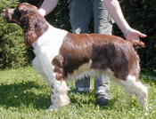 klick to zoom: English Springer Spaniel, Copyright: CARLS Gabriele