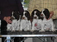 klick to zoom: English Springer Spaniel, Copyright: SCHLEICHER Dietmar und Renate