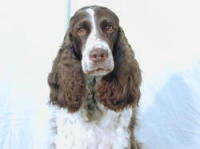 klick to zoom: English Springer Spaniel, Copyright: SCHLEICHER Dietmar und Renate