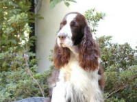 klick to zoom: English Springer Spaniel, Copyright: SCHLEICHER Dietmar und Renate