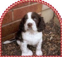 klick to zoom: English Springer Spaniel, Copyright: Dunne