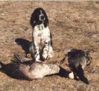 klick to zoom: English Springer Spaniel, Copyright: Dunne