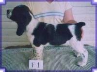 klick to zoom: English Springer Spaniel, Copyright: Dunne