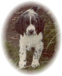 klick to zoom: English Springer Spaniel, Copyright: Dunne