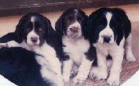 klick to zoom: Springer Spaniel, English, Spaniel, English Springer, Copyright: Dunne