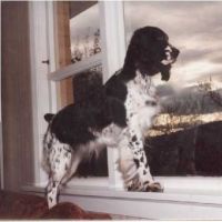 klick to zoom: Springer Spaniel, English, Spaniel, English Springer, Copyright: Dunne