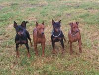 klick to zoom: Zwergpinscher, Copyright: Chevallier