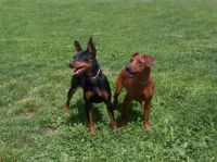 klick to zoom: Zwergpinscher, Copyright: Chevallier