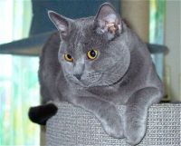 klick to zoom: Chartreux, Copyright: Gtz