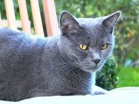 klick to zoom: Chartreux, Copyright: Gtz