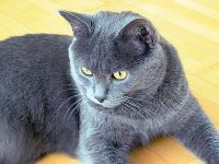 klick to zoom: Chartreux, Copyright: Gtz