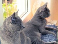 klick to zoom: Chartreux, Copyright: Gtz