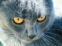 klick to zoom: Chartreux, Copyright: Gtz