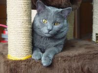 klick to zoom: Chartreux, Copyright: Benko