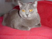 klick to zoom: Chartreux, Copyright: Benko