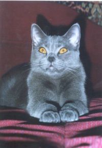 klick to zoom: Chartreux, Copyright: Benko