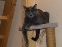 klick to zoom: Chartreux, Copyright: Benko