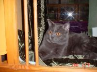 klick to zoom: Chartreux, Copyright: Benko