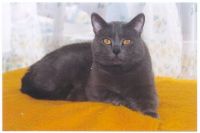 klick to zoom: Chartreux, Copyright: Benko