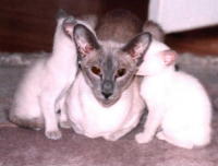 klick to zoom: Siamese, Copyright: GERSTMAYR Sabine