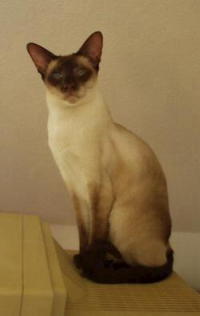 klick to zoom: Siamese, Copyright: FGNER