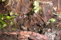 klick to zoom: Rote Chile-Vogelspinne, Grammostola rosea, Copyright: juvomi.de