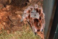 klick to zoom: Rote Chile-Vogelspinne, Grammostola rosea, Copyright: juvomi.de