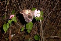 klick to zoom: Eulenfalter, Caligo eurilochus, Copyright: juvomi.de