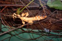 klick to zoom: Gespenstheuschrecke, Australische, Extatosoma tiaratum, Copyright: juvomi.de