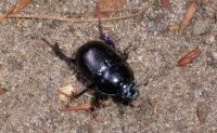 klick to zoom: Pillendreher, Scarabaeus cateratus, Copyright: juvomi.de