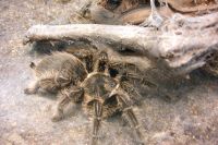 klick to zoom: Kraushaar-Vogelspinne, Brachypelma albopilosum, Copyright: juvomi.de