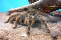 klick to zoom: Kraushaar-Vogelspinne, Brachypelma albopilosum, Copyright: juvomi.de