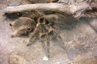 klick to zoom: Kraushaar-Vogelspinne, Brachypelma albopilosum, Copyright: juvomi.de