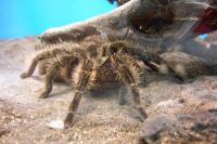 klick to zoom: Kraushaar-Vogelspinne, Brachypelma albopilosum, Copyright: juvomi.de