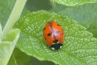 klick to zoom: Marienkfer (Siebenpunkt), Coccinella septempunctata, Copyright: juvomi.de