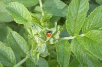 klick to zoom: Marienkfer (Siebenpunkt), Coccinella septempunctata, Copyright: juvomi.de