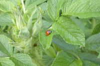 klick to zoom: Marienkfer (Siebenpunkt), Coccinella septempunctata, Copyright: juvomi.de