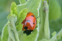 klick to zoom: Marienkfer (Siebenpunkt), Coccinella septempunctata, Copyright: juvomi.de