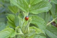 klick to zoom: Marienkfer (Siebenpunkt), Coccinella septempunctata, Copyright: juvomi.de