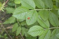 klick to zoom: Marienkfer (Siebenpunkt), Coccinella septempunctata, Copyright: juvomi.de