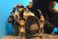 klick to zoom: Mexikanische Vogelspinne, Brachypelma smithi, Copyright: juvomi.de