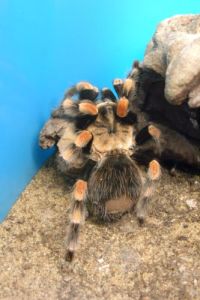 klick to zoom: Mexikanische Vogelspinne, Brachypelma smithi, Copyright: juvomi.de