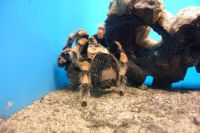 klick to zoom: Mexikanische Vogelspinne, Brachypelma smithi, Copyright: juvomi.de