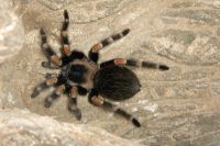 klick to zoom: Mexikanische Vogelspinne, Brachypelma smithi, Copyright: juvomi.de