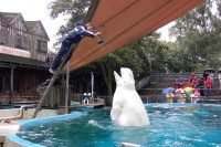 klick to zoom: Beluga, Delphinapterus leucas, Copyright 2002: juvomi.de