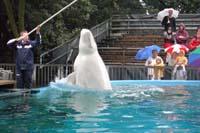 klick to zoom: Beluga, Delphinapterus leucas, Copyright 2002: juvomi.de