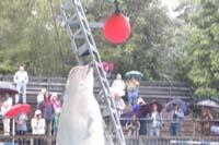 klick to zoom: Beluga, Delphinapterus leucas, Copyright 2002: juvomi.de