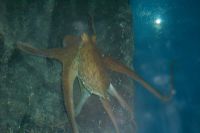 klick to zoom: Gemeiner Krake, Octopus vulgaris, Copyright: juvomi.de