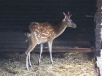 klick to zoom: Dybowski-Hirsch, Cervus nippon dybowskii, Copyright: juvomi.de